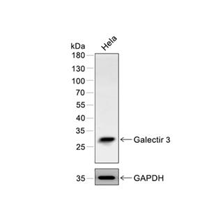 Galectin-3抗体 (YA421)
