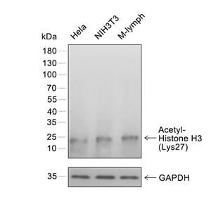 Acetyl-Histone H3 (Lys27)抗体 (YA642)