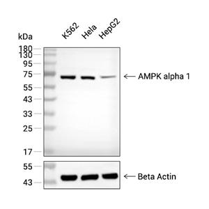 AMPK alpha 1抗体