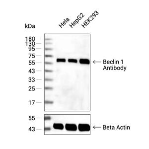 Beclin 1抗体 (YA587)