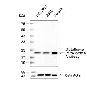 GPX4抗体