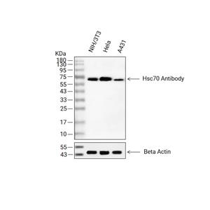 HSC70抗体 (YA360)