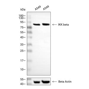 IKK beta抗体 (YA347),IKK beta Antibody (YA347)