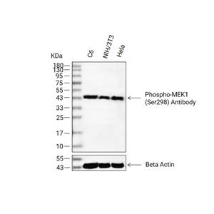 Phospho-MEK1 (Ser298)抗体 (YA178)