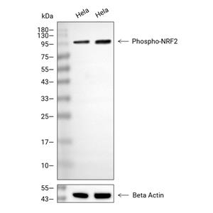 Phospho-Nrf2 (Ser40)抗体 (YA169)