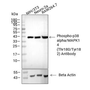 Phospho-p38 alpha/MAPK14 (Thr180/Tyr182)抗体