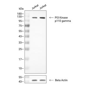 PI3 Kinase p110 gamma抗体 (YA690)