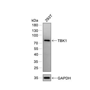 TBK1抗体 (YA040)