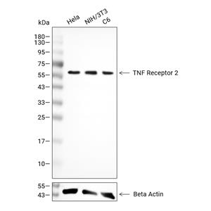 TNF Receptor 2抗体