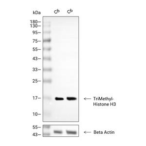 TriMethyl-Histone H3 (Lys27)抗体 (YA030)