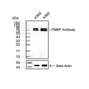 FMRP抗体 (YA850),FMRP Antibody (YA850)