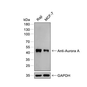 Aurora A抗体 (YA859)