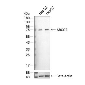 ABCG2抗体 (YA648)