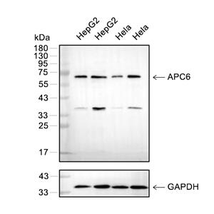 APC6抗体 (YA616)
