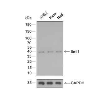 Bmi-1抗体 (YA821)