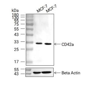 CD42a抗体 (YA804)