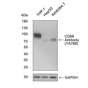 CD68抗体 (YA798)