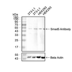 Smad5抗体 (YA073)
