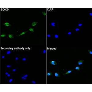 SOX9抗体 (YA065)