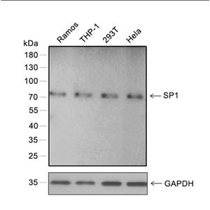 SP1抗体 (YA064)
