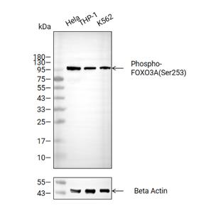 Phospho-FOXO3A(Ser253)抗体 (YA196)