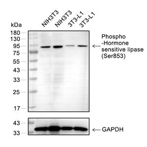 Phospho-Hormone sensitive lipase (Ser853)抗体 (YA189)