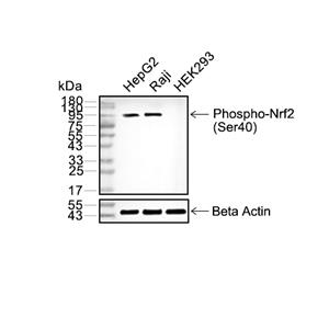 Phospho-Nrf2 (Ser40)抗体 (YA168)