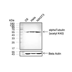 alpha Tubulin (acetyl K40)抗体 (YA626)