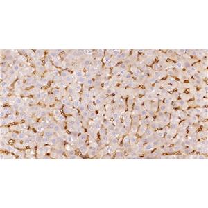 Fibronectin抗体 (YA436)