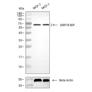 GRP78 BiP抗体 (YA745),GRP78 BiP Antibody (YA745)