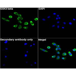 GSK3 beta抗体 (YA397)
