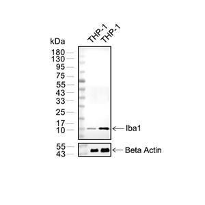 Iba1抗体 (YA353)