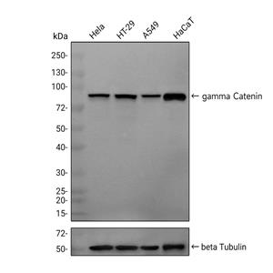 gamma Catenin抗体 (YA420)