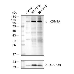 KDM1/LSD1抗体 (YA718)
