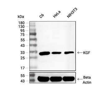 KGF抗体 (YA323),KGF Antibody (YA323)