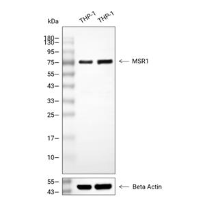 CD204抗体,CD204 Antibody