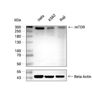 mTOR抗体