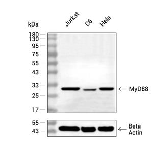 MyD88抗体