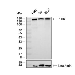 PERK抗体 (YA233)