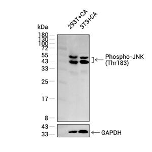 Phospho-JNK1/2/3 (Thr183)抗体