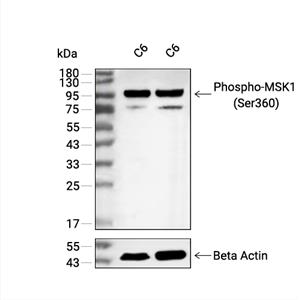 Phospho-MSK1 (Ser360)抗体 (YA173)