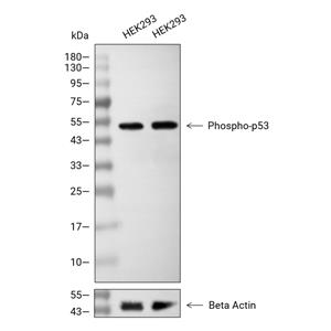Phospho-p53 (Ser37)抗体