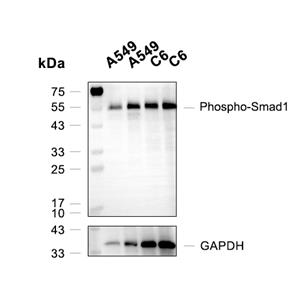 Phospho-Smad1 (Ser463/Ser465)抗体 (YA153)