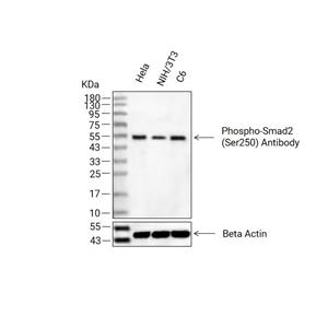 Phospho-Smad2 (Ser250)抗体 (YA152)