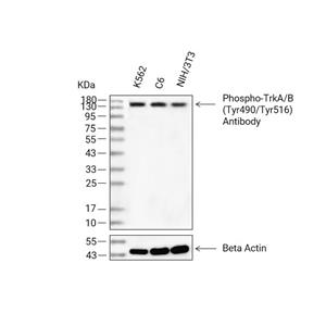 Phospho-TrkA/B (Tyr490/Tyr516)抗体 (YA139)