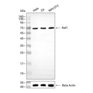 Raf-1抗体 (YA107)