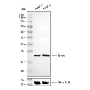 RhoA抗体