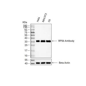 RPS6抗体 (YA677)