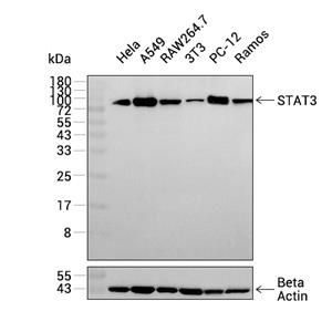 STAT3抗体 (YA666)