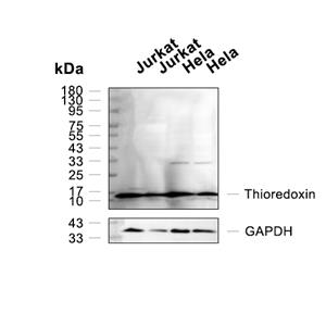 Thioredoxin抗体 (YA035)